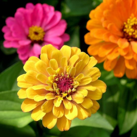 Молд силиконовый (вайнер) Бутон Циния (диам.55 мм)