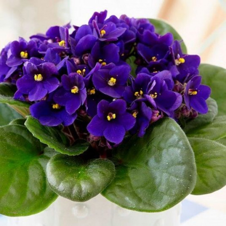 Молд силиконовый (вайнер) Бутон Фиалки (диам.35 мм) Молд силиконовый (вайнер) Бутон Фиалки (диам.35 мм)